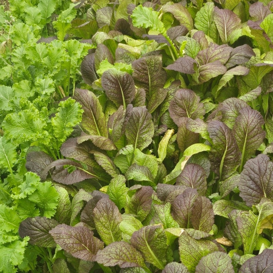 문막 정원 식당 쌈밥 야채 센추리21 소금산출렁다리 원주맛집 문막맛집 충효공원묘원