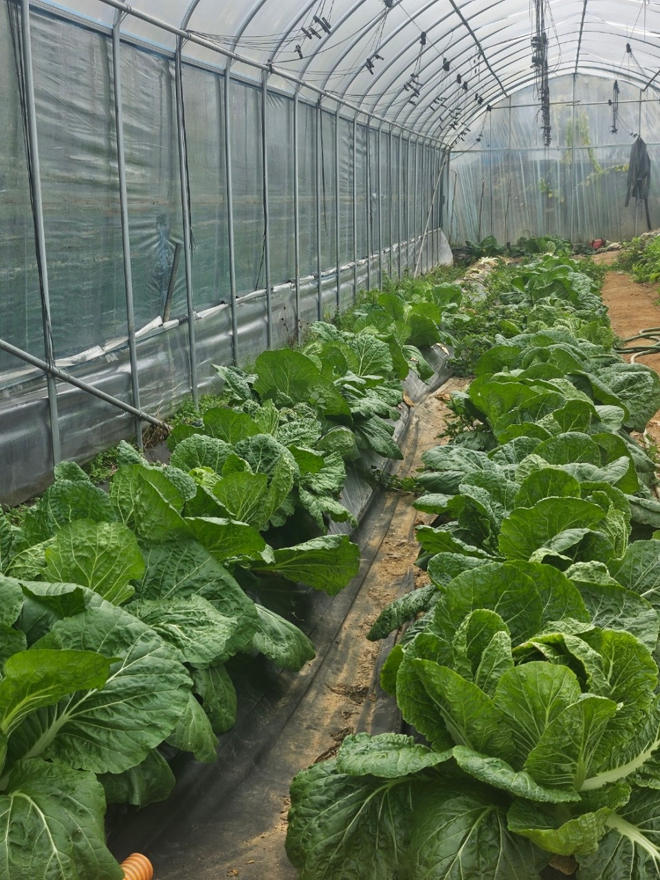 원주 문막맛집 정원식당 쌈밥 센추리21cc맛집